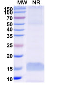 SDS-PAGE for Anti-Human CRP Nanobody (SAA1358)