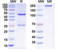 SDS-PAGE for InVivoMAb Anti-Human SOD1 Antibody (AP-101)