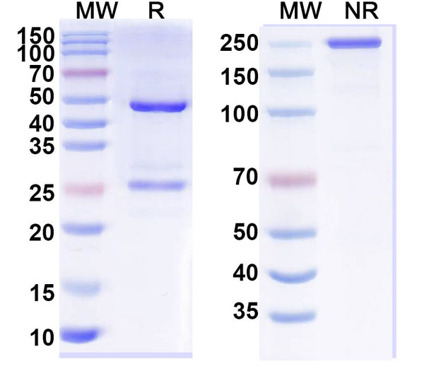 SDS-PAGE for InVivoMAb Anti-Human SOD1 Antibody (AP-101)