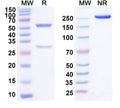 SDS-PAGE for Anti-Human PDGFB Antibody (SAA0449)