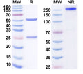 Anti-Human TNF-alpha Reference Antibody (Adalimumab) – Figure 1 of 3