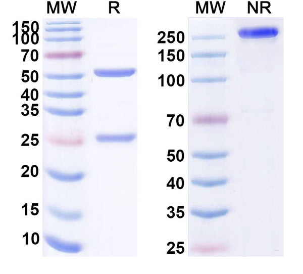 Anti-Human TNF-alpha Reference Antibody (Adalimumab) – Figure 1 of 3