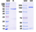 SDS-PAGE for Anti-Human TNFa/TNF-alpha Antibody (SAA2233)