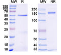 SDS-PAGE for Anti-Human TNFa/TNF-alpha Antibody (SAA2235)