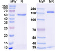 SDS-PAGE for Anti-Human TNFa/TNF-alpha Antibody (SAA2236)