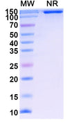 Research Grade Lenercept – Figure 1 of 1