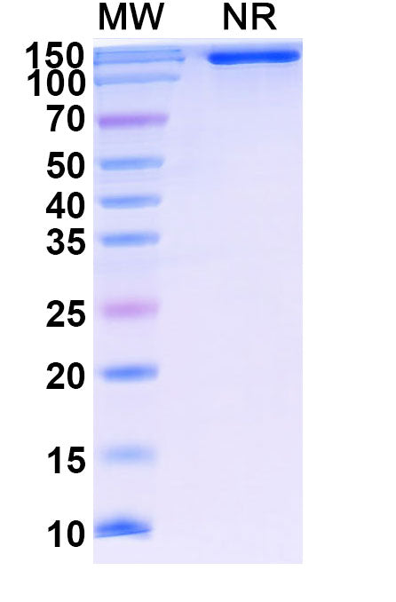 Research Grade Lenercept – Figure 1 of 1