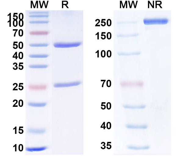 Anti-Human TNFa/TNF-alpha Reference Antibody (AG014) – Figure 1 of 1