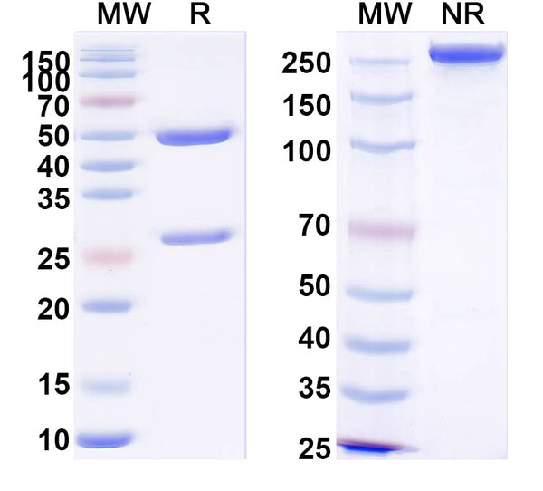 SDS-PAGE for Anti-Human LAYN/Layilin Antibody (SAA2096).