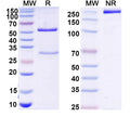 SDS-PAGE for Anti-Human ADAMTS4 Antibody (4D8)