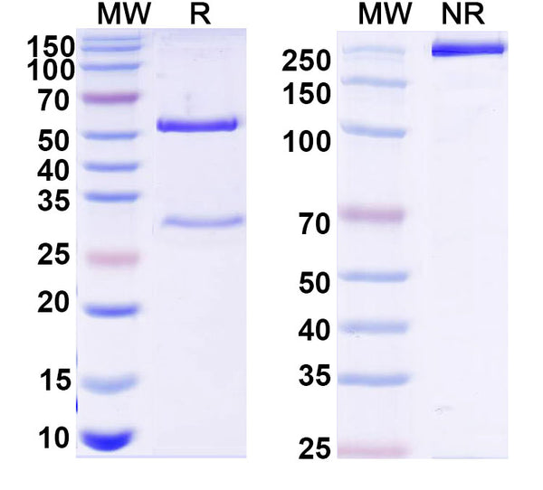 SDS-PAGE for Anti-Human ADAMTS4 Antibody (4D8)
