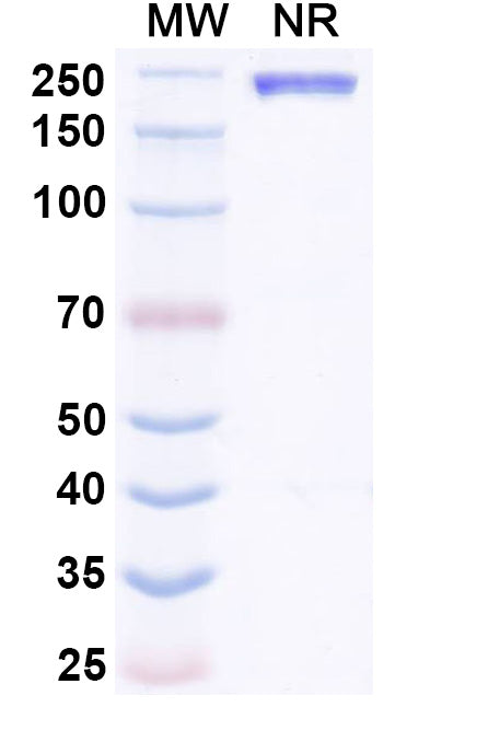 Anti-Human beta-NGF Reference Antibody (Tanezumab) – Figure 1 of 1