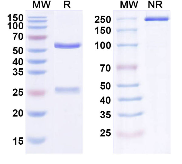 Anti-Human beta-NGF Reference Antibody (Fasinumab) – Figure 1 of 1
