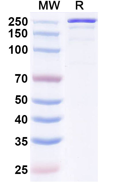 Anti-Human beta-NGF Reference Antibody (Luvagrobart) – Figure 1 of 1