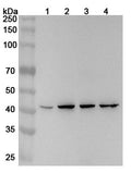 Western blot analysis was performed using anti-DNAJA2 polyclonal antibody at 1ug/mL on various samples.
Lane 1: A375 cell lysate
Lane 2: HepG2 cell lysate
Lane 3: Jurkat cell lysate
Lane 4: K562 cell lysate