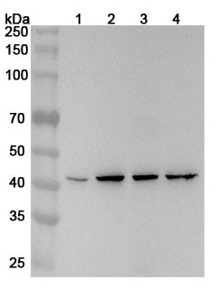 Western blot analysis was performed using anti-DNAJA2 polyclonal antibody at 1ug/mL on various samples.
Lane 1: A375 cell lysate
Lane 2: HepG2 cell lysate
Lane 3: Jurkat cell lysate
Lane 4: K562 cell lysate