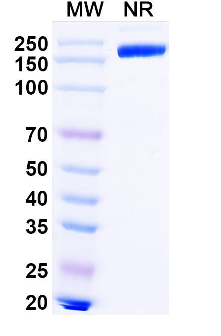 Anti-Human Dkk-1 Reference Antibody (Sirexatamab) – Figure 1 of 1