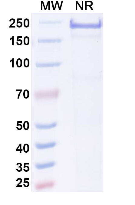 Anti-Human Dkk-1 Reference Antibody (Bhq880) – Figure 1 of 1