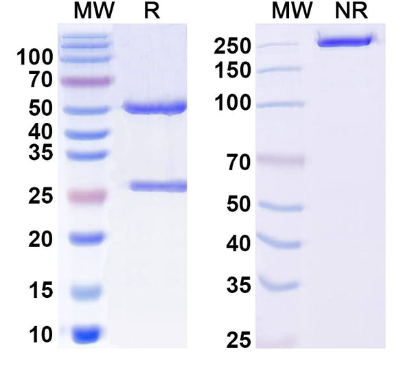 SDS-PAGE for Anti-Human F9/Factor IX Antibody (10C12)