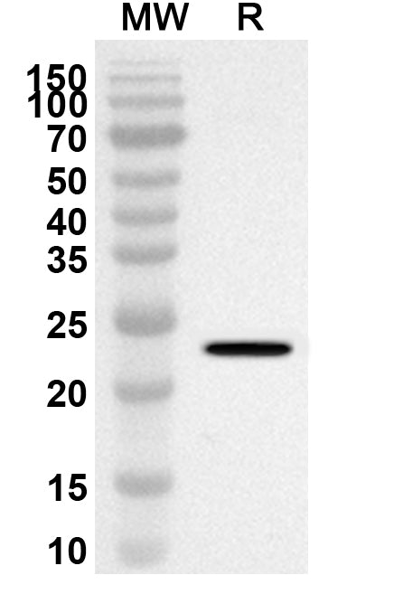 Western blot analysis was performed using anti-ITGA10 polyclonal antibody at 1ug/mL on recombinant ITGA10 (Catalog No. HF919012).