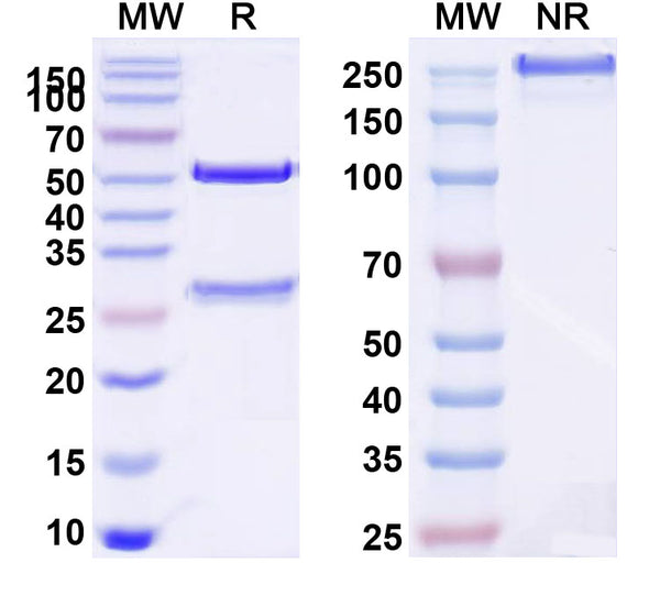 SDS-PAGE for Anti-Human PTH Monoclonal Antibody (1A091)