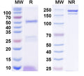 SDS-PAGE for Anti-Human PTH Monoclonal Antibody (1A092)