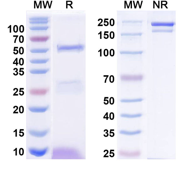 SDS-PAGE for Anti-Human PTH Monoclonal Antibody (1A092)