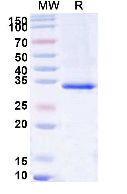 Recombinant Human TSPAN13 Protein, N-GST & C-His