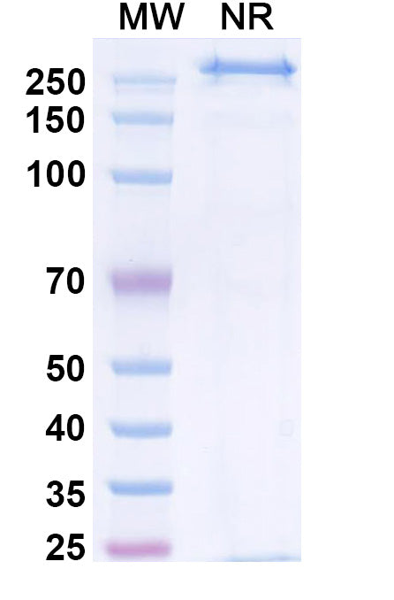 Anti-Human APRIL/TNFSF13 Reference Antibody (Zigakibart) – Figure 1 of 1