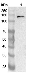 Western blot analysis was performed using anti-ULK1 polyclonal antibody at 1ug/mL  on various samples.
Lane 1: Mouse brain lysate