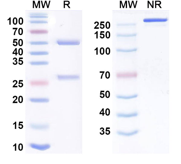 Anti-Human IL-1 beta/IL-1F2 Reference Antibody (Firsekibart) – Figure 1 of 1
