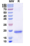 SDS-PAGE for Anti-Human PIGR Nanobody (SAA1311)