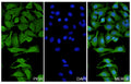 Hela cells were fixed with 4% paraformaldehyde for 20 minutes, followed by blocking with 5% goat serum for 1 hour. The cells were then incubated with a primary antibody targeting PIGR (HF948014) at a concentration of 16 ug/ml overnight at 4°C. Afterward, the cells were incubated with a secondary antibody, Goat Anti-Rabbit IgG (Alexa Fluor-488) for 50 minutes at room temperature. The localization of PIGR was visualized (shown in green), and nuclear DNA was stained with DAPI (shown in blue).
