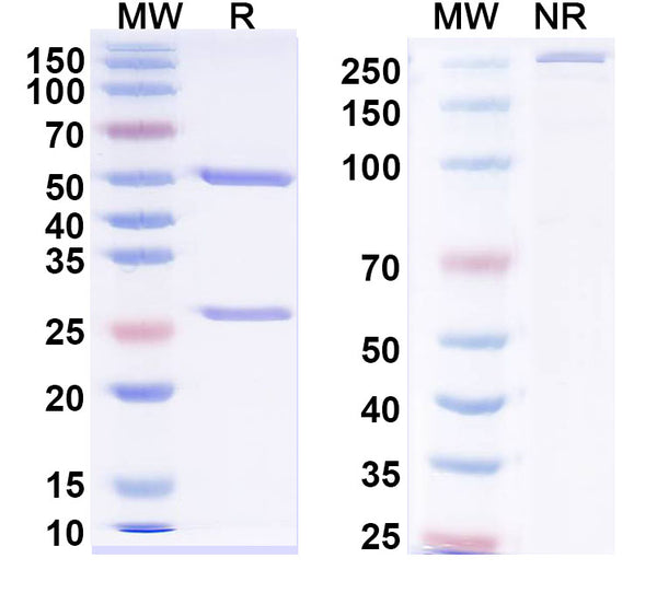 SDS-PAGE for Anti-Human NPY/PYY Antibody (5E12#)