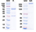 SDS-PAGE for Anti-NPY Antibody (L115/123)