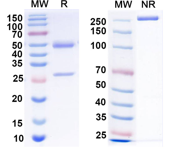 SDS-PAGE for Anti-NPY Antibody (L115/62)