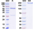 SDS-PAGE for InVivoMAb Anti-Human LRP6 Antibody (YW210.09)