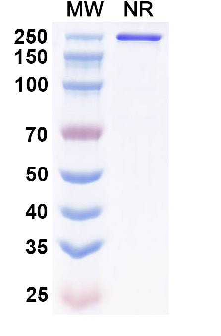 Anti-Human LRP6 Reference Antibody (GSK3178022) – Figure 1 of 1