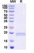 SDS-PAGE for Anti-Human LRP6 Nanobody (SAA0903)