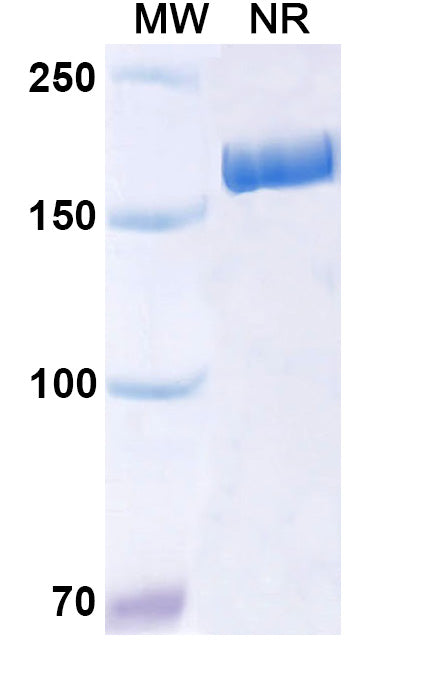Anti-Human HLA-DRB1 Reference Antibody (Apolizumab) – Figure 1 of 1
