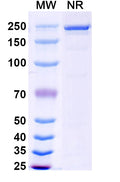 Anti-Human Claudin-1 Reference Antibody (Lixudebart) – Figure 1 of 1