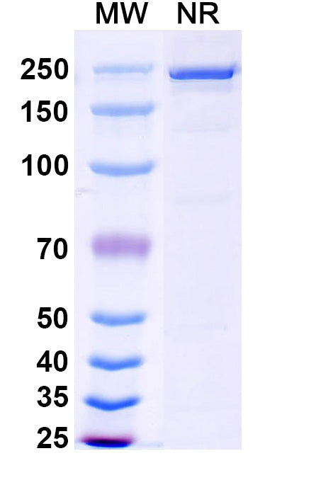 Anti-Human Claudin-1 Reference Antibody (Lixudebart) – Figure 1 of 1