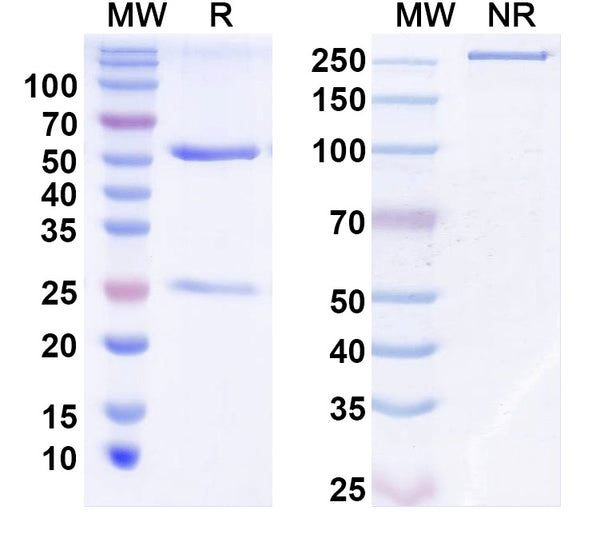 SEC-HPLC detection for InVivoMAb Anti-Human TGFB1/TGF-beta-1 (ABV0154).