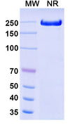 Anti-Human TGF-beta 3&TGF-beta 1&TGF-beta 2 Reference Antibody (Fresolimumab) – Figure 1 of 2