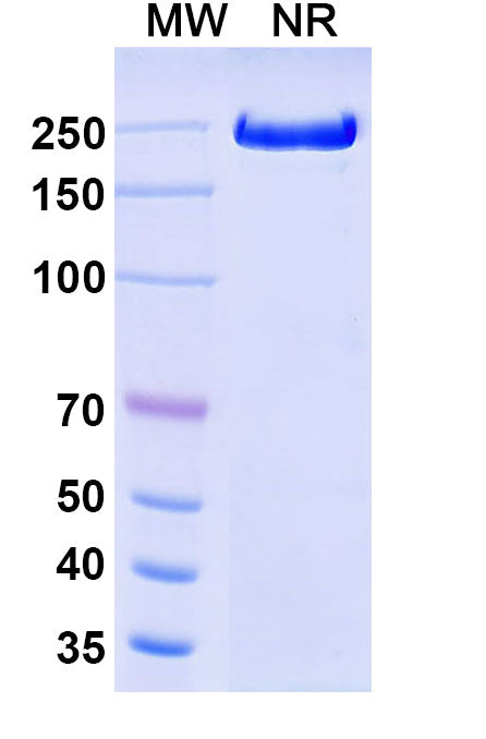 Anti-Human TGF-beta 3&TGF-beta 1&TGF-beta 2 Reference Antibody (Fresolimumab) – Figure 1 of 2