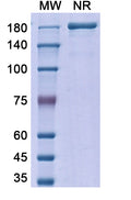 Anti-Human TGF-beta 1 Reference Antibody (Metelimumab) – Figure 1 of 1