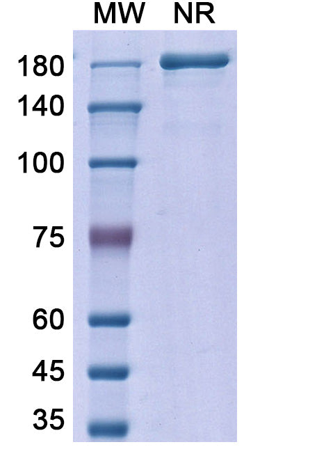 Anti-Human TGF-beta 1 Reference Antibody (Metelimumab) – Figure 1 of 1
