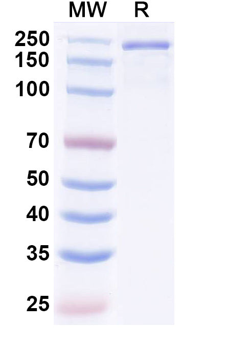 Anti-Human TGF-beta 1&TGF-beta 2 Reference Antibody (Nisevokitug) – Figure 1 of 1