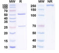 Anti-Human TGFB1/TGF-beta-1 Reference Antibody (SAR-439459) – Figure 1 of 2
