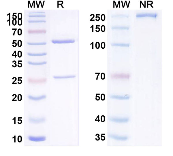 Anti-Human TGFB1/TGF-beta-1 Reference Antibody (SAR-439459) – Figure 1 of 2